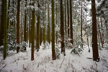 snowy cedar forest