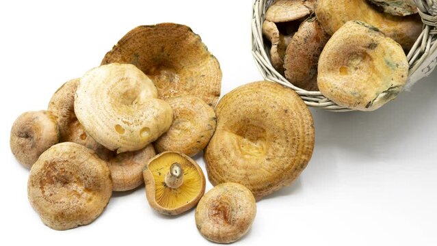 Stop motion of a basket full of mushrooms freshly picked from the forest, isolated on white background. Niscalos, Lactarius deliciosus