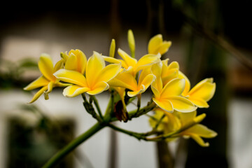 Yellow Tropical Flower In Blossom