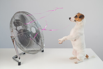 Fototapeta Jack russell terrier dog sits enjoying the cooling breeze from an electric fan on a white background. obraz