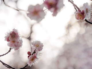 薄ピンクの梅の花