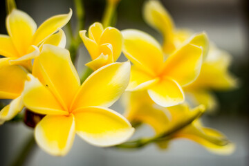 Yellow Tropical Flower In Blossom
