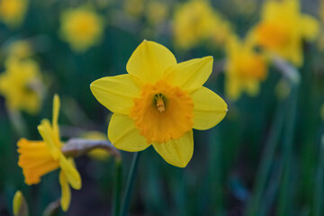 yellow flower among green leaves