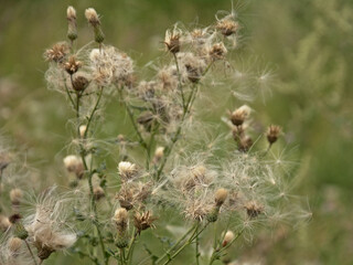 White fluffy thistle seeds on overblown flowers