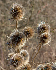 Dry Dipsacus Sativus flowerhead in winter. Indian Teasel (Fuller's teasel) Thistle macro. Close up.