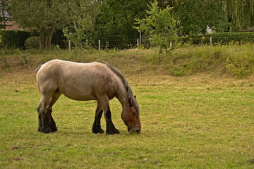 Fototapeta na wymiar Brown Belgian draft horse grazing in a meadow in the flemish countryside