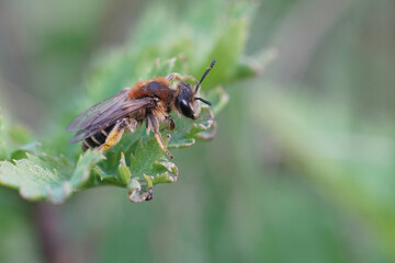 Close up of a female Broad-faced Mining Bee, Andrena proxima on a green thistle feaf