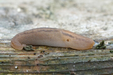 Closeup on a large brown slug, Lehmannia valentiana, sitting on a piece of wood