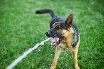 Playful Dog German Shepherd tries to catch water from garden hose