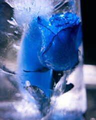 Blue flower in ice. Frozen rose. Flower immersed in ice.