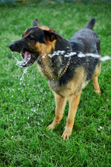 Playful Dog German Shepherd tries to catch water from garden hose