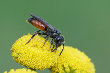 Closeup on a colorful red cleptoparasite blood bee, Sphecodes drinkingnectar from a yellow Tansy flower