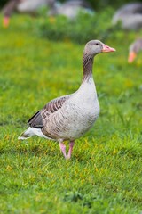Gęś gęgawa / Greylag goose © Pawe
