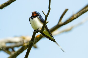 Jaskółka dymówka / Barn swallow