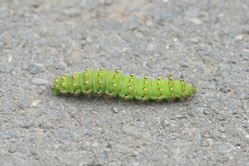 Closeup on a large green, spiky caterpillar of the Emperor moth, Saturnia pavonia crossing the road
