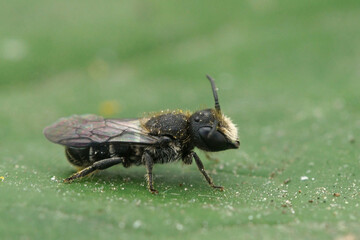 Closeup on a male Large- headed armoured resin bee, Heriades truncorum, sitting on a green leaf