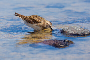 Wilson's Phalarope (Phalaropus tricolor) foraging in a salt lake in the Atacama desert, Chile