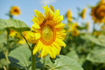 A sunny field of sunflowers in glowing yellow light.