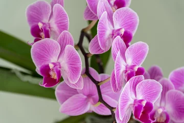 Gardinen Pinke knabenkräuter - Orchideen © Tobias