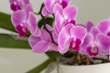 Fototapeta na wymiar Pinke knabenkräuter - Orchideen
