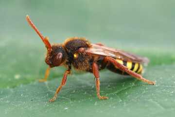 Closeup on a beautiful red , Lathbury's nomad bee, Nomada lathburiana, sitting on a green leaf