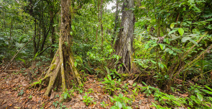 Panorama image of a tropical rain-forest with big tree trunks in central Costa Rica

