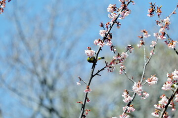 メジロと早春の寒桜