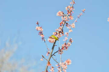 メジロと早春の寒桜