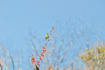 メジロと早春の寒桜