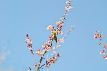 メジロと早春の寒桜