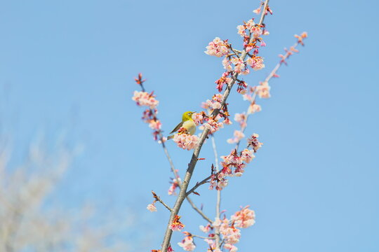 メジロと早春の寒桜