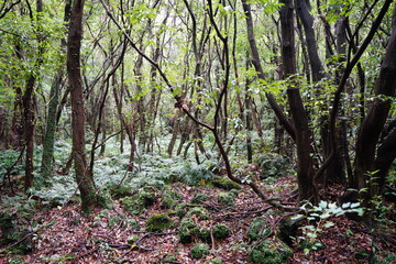 mossy trees and vines in thick wild forest
