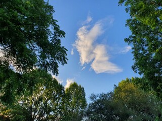 trees and sky