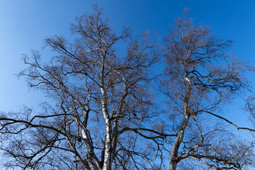 Fototapeta na wymiar Treetop, branches and twigs of a Birch (Betula) tree in Menden Sauerland Germany. Frog perspective with vanishing point of bare leafless black and white trunks with sunny blue sky in winter.
