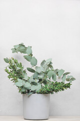 fresh eucalyptus leaves and boxwood in cement vase on wooden table, scandinavian minimal biophilic design. home plant decoration. seasonal spring decor