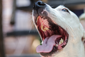 a dog with its mouth wide open while yawning 