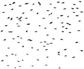 A flock of flying birds. Free birds. Vector illustration