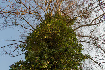 Albero