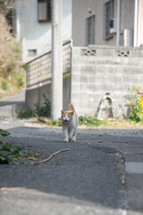 White and brown cat answering