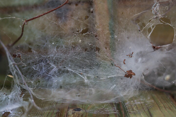 a wooden field covered with cobwebs