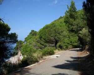Fototapeta na wymiar Path on the forested mountain. Adriatic coast