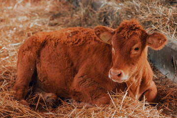 Limousin cow on cattle dairy farm