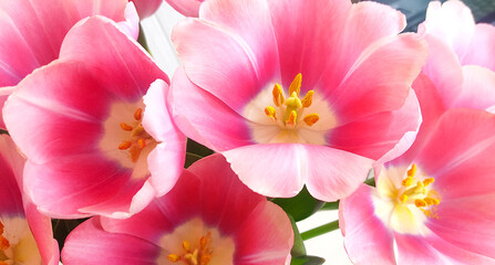 Beautiful pink tulips background, closeup of pink tulips with  Pollen grains.