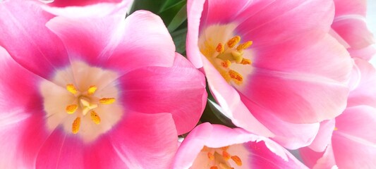 Fototapeta premium Pink Tulips flowers, Spring tulip, International Women day, Mother day.