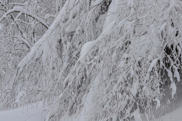 trees turning white after snowfall