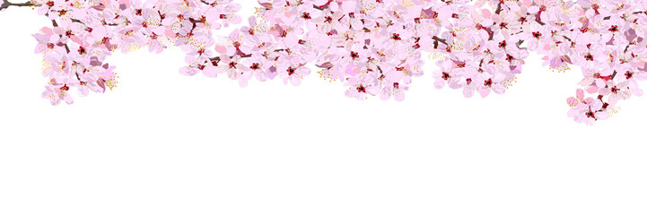 Frame of cherry blossoms in full bloom without background. vector illustration, copy space, web banner, header, flyer, sign, ad, greeting card © allstar