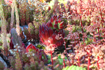 Colorful Sempervivum globiferum common houseleek plant on a green roof with sedum and other...