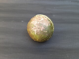 Ripe Bael fruit. Aegle marmelos commonly known as Bael. Its other is sname Bengal quince, golden apple, Japanese bitter orange, stone apple or wood apple. It is a fruit with medicinal properties.