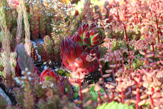 Colorful Sempervivum globiferum common houseleek plant on a green roof with sedum and other succulent stone garden plants.