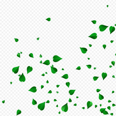 Lime Foliage Tea Vector Transparent Background